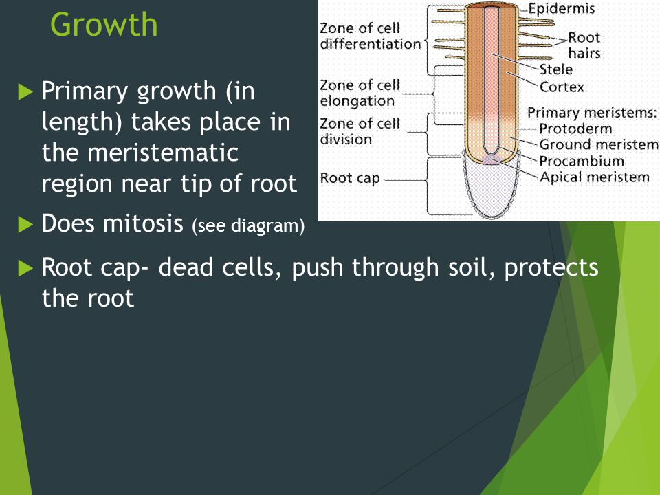 13B-3 Roots Not always underground Anchor the plant - ppt ...