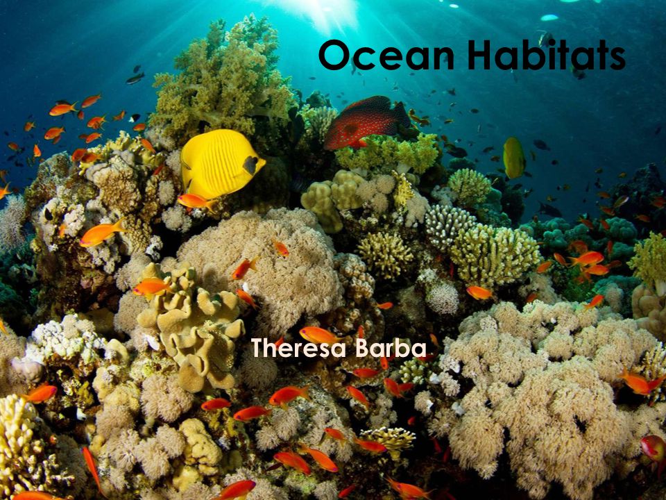 Ocean Habitats Theresa Barba