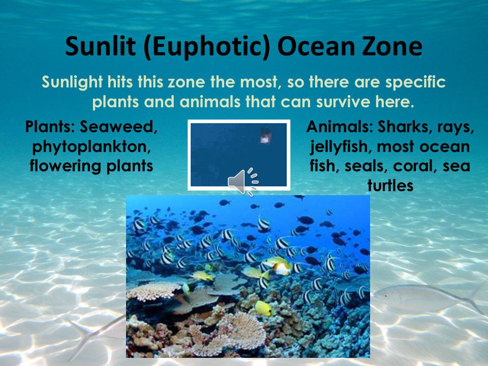 Sunlit (Euphotic) Ocean Zone