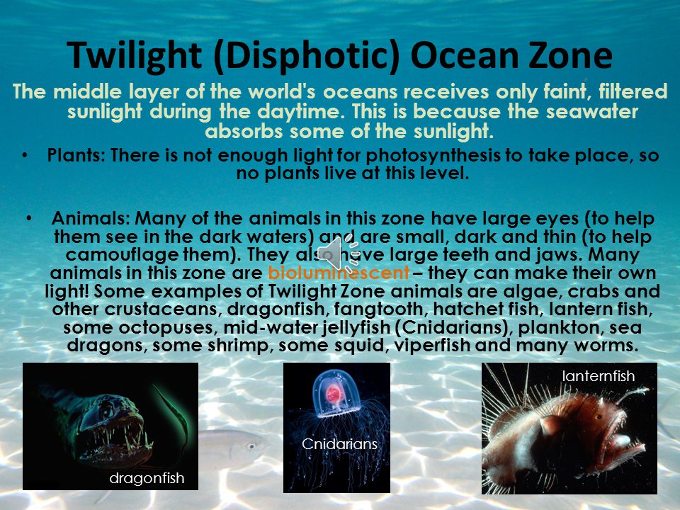 Twilight (Disphotic) Ocean Zone