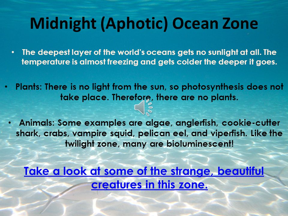 Midnight (Aphotic) Ocean Zone