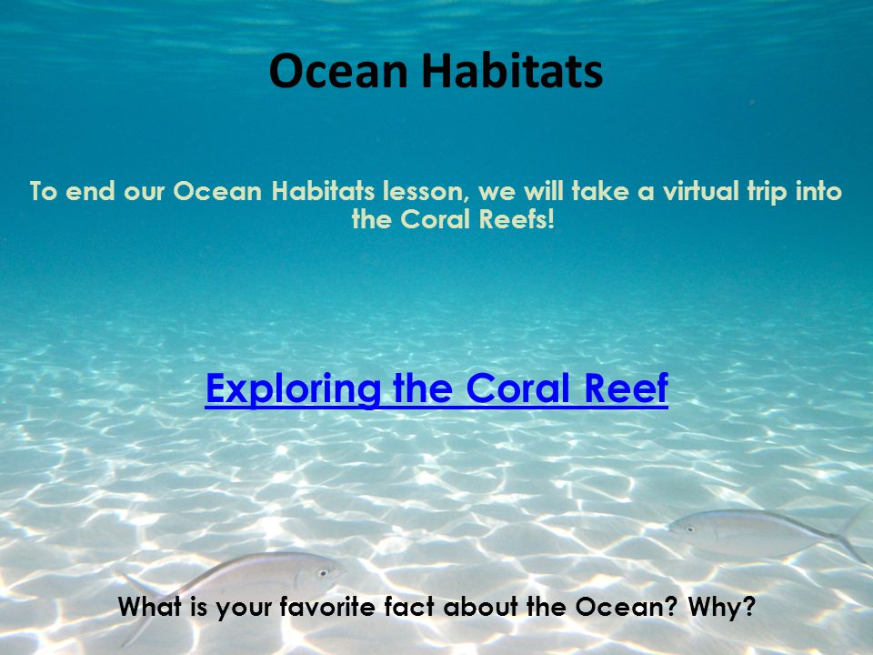 Ocean Habitats Exploring the Coral Reef