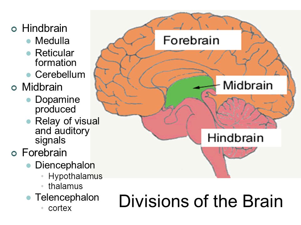 Brain tasks. Hindbrain. Brain midbrain. Hindbrain function. X Brain forebrain.