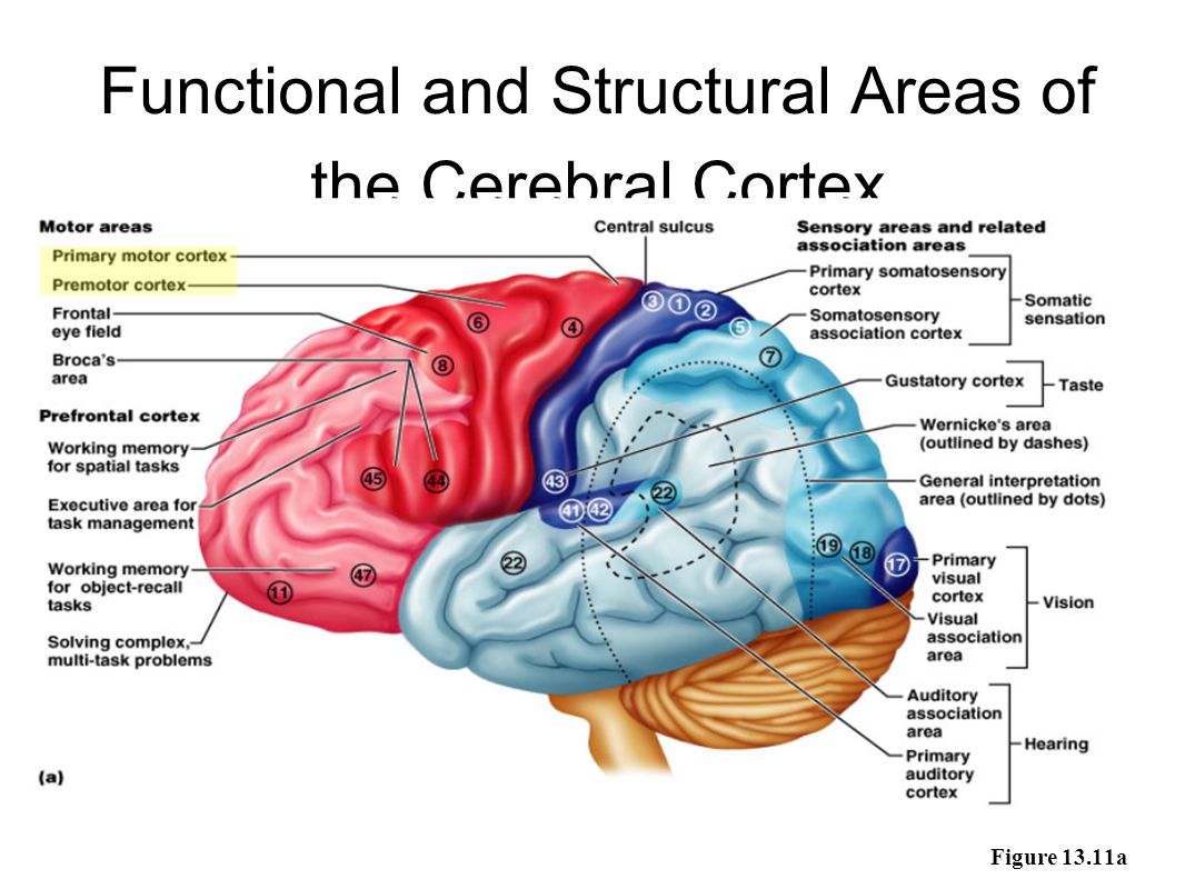 Brain tasks. Церебральный Кортекс. Functional areas of the cerebral Cortex. Functional Brain areas. Motor Cortex function.