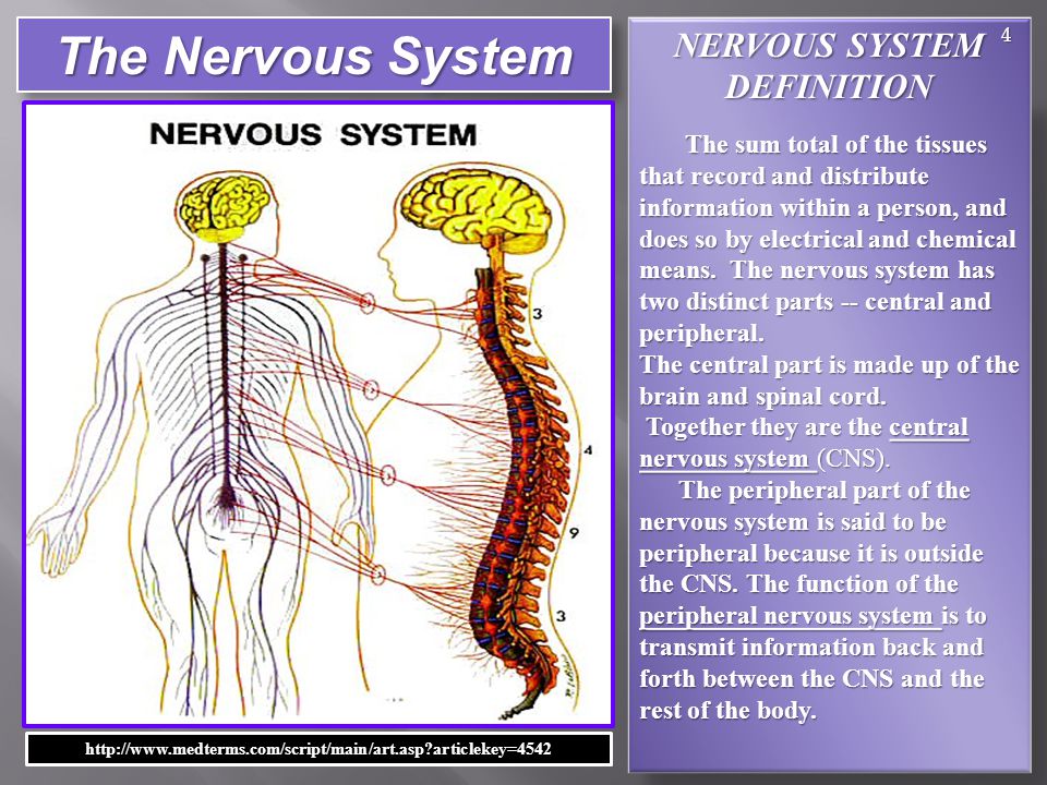 Сколько живет нерв. Нервная система. Нервная система человека. Нервная система на английском. Нервная система человека на англ.