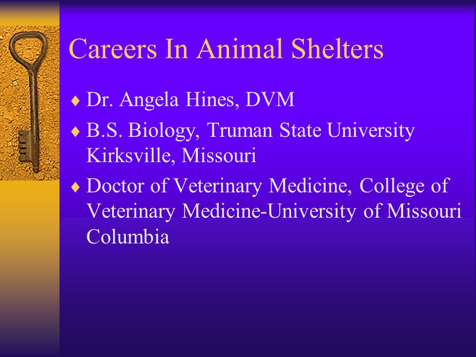 Careers In Animal Shelters