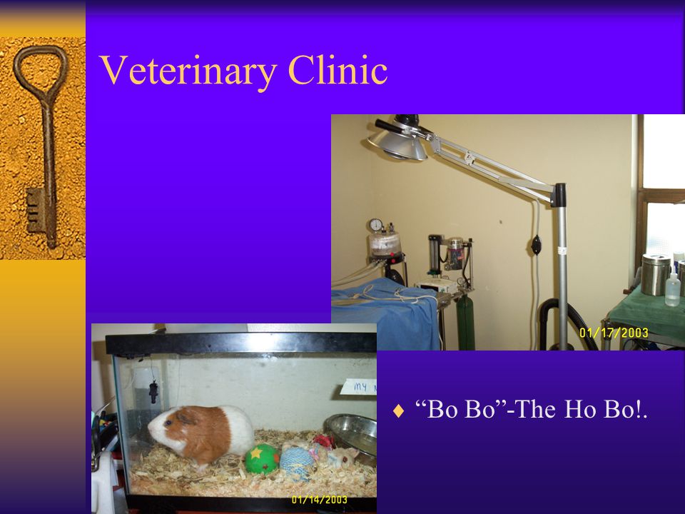 Veterinary Clinic Bo Bo -The Ho Bo!.