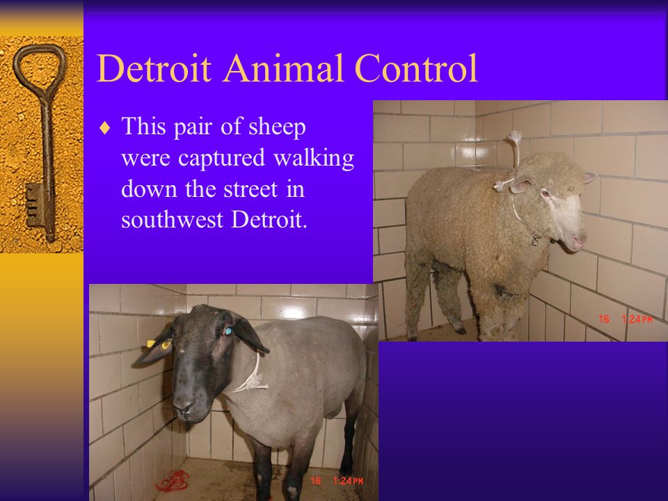 Detroit Animal Control