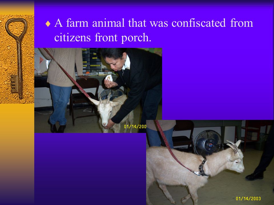 A farm animal that was confiscated from citizens front porch.