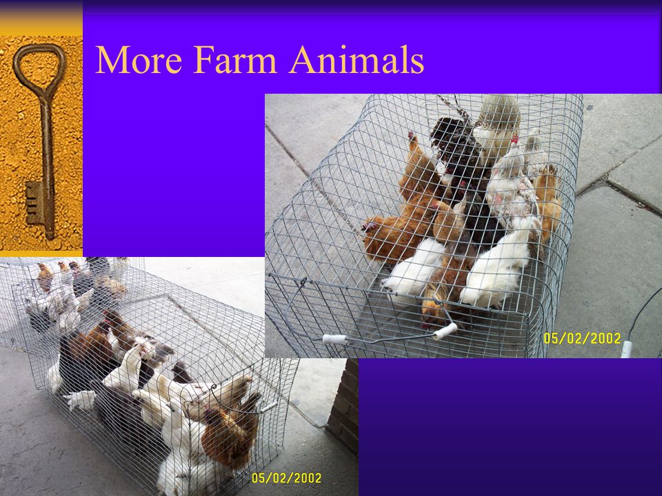 More Farm Animals