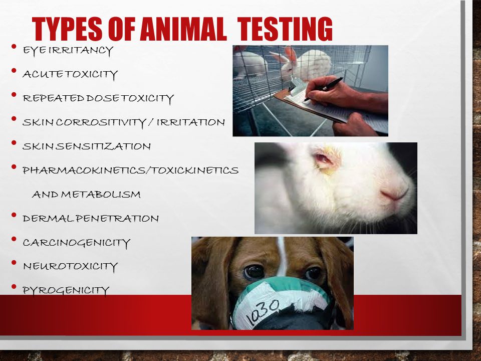 ANIMAL TESTING BY KIM O'CONNOR. - ppt video online download