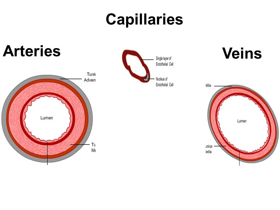 Topic Circulatory System Ppt Video Online Download Topic Circulatory System Ppt Video Online Download