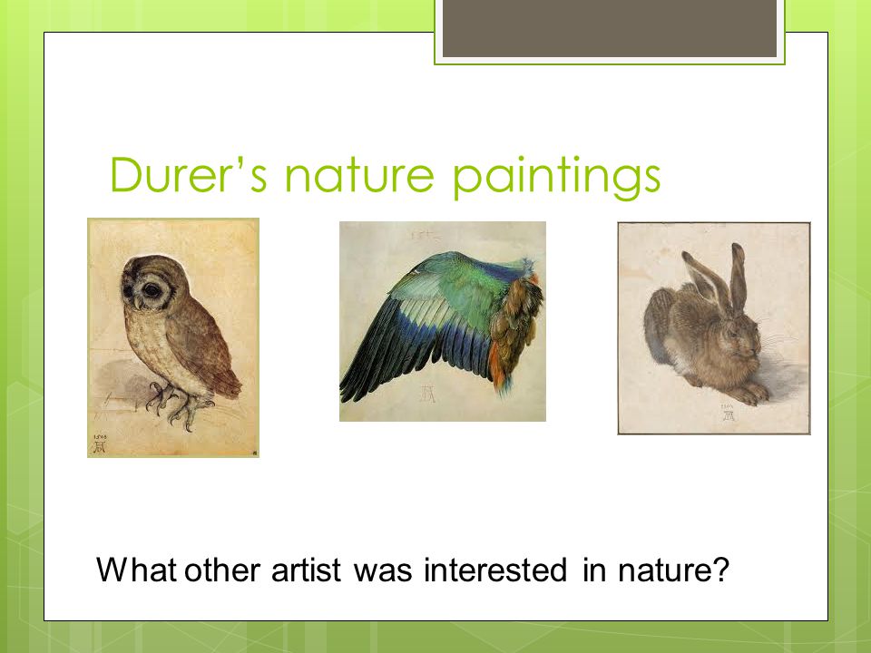 Durer’s nature paintings