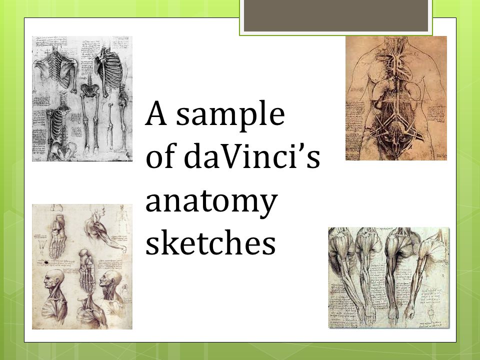 A sample of daVinci’s anatomy sketches