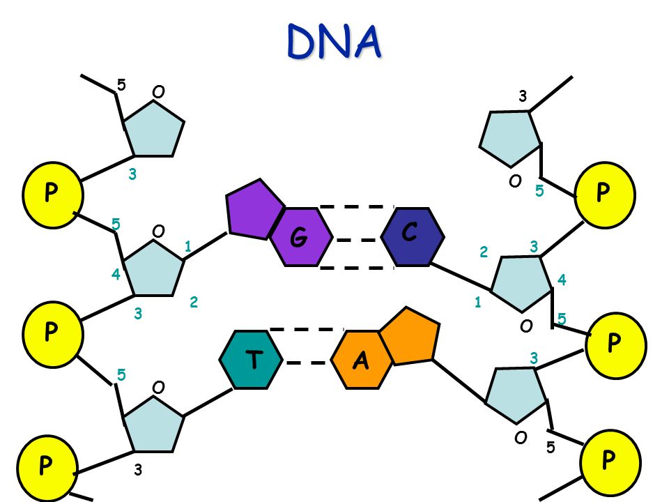 Концы днк и рнк. 5' ДНК. ДНК картинки для презентации. Dna2279. C.737a>g ген ДНК.