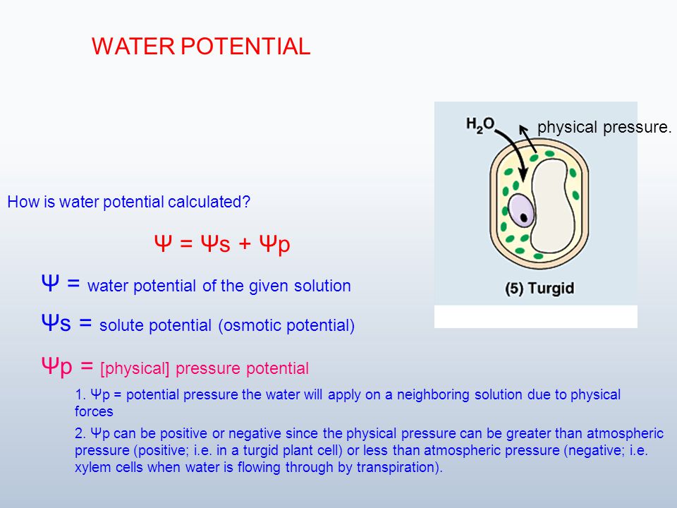 Potential water Water Potential