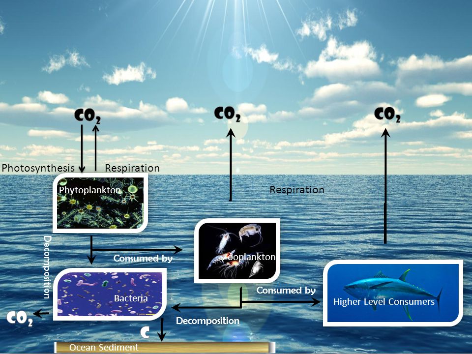 Фитопланктон уровень. Фитопланктон фотосинтез. Фитопланктон норма в воде. Углеродный насос китов. Оксиген океан.