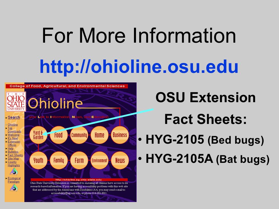 Bed Bug Detection and Management In Schools Dr ppt video online download