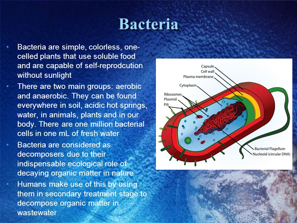 Bacteria Bacteria are simple, colorless, one-celled plants that use soluble food and are capable of self-reprodcution without sunlight.