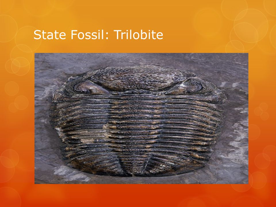 State Fossil: Trilobite