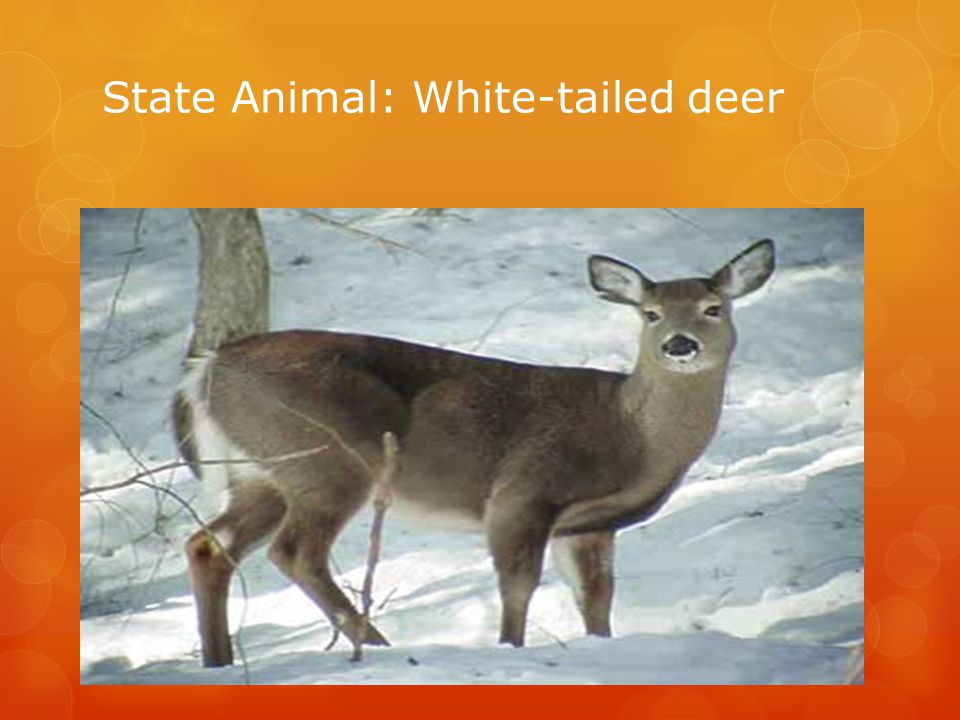 State Animal: White-tailed deer
