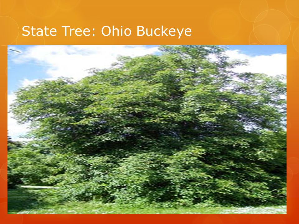 State Tree: Ohio Buckeye