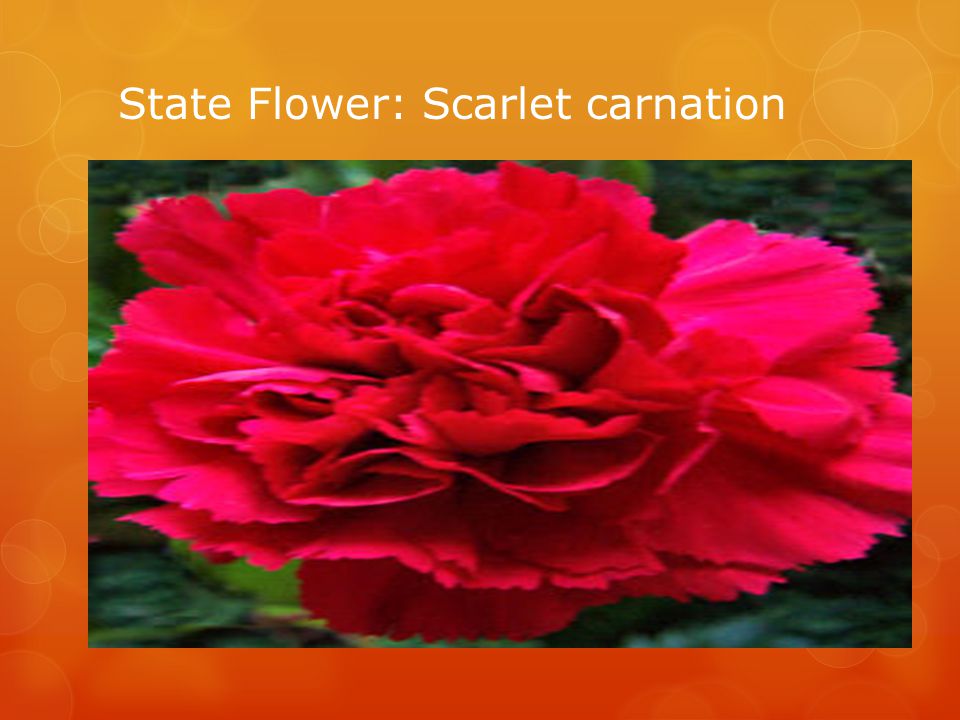 State Flower: Scarlet carnation