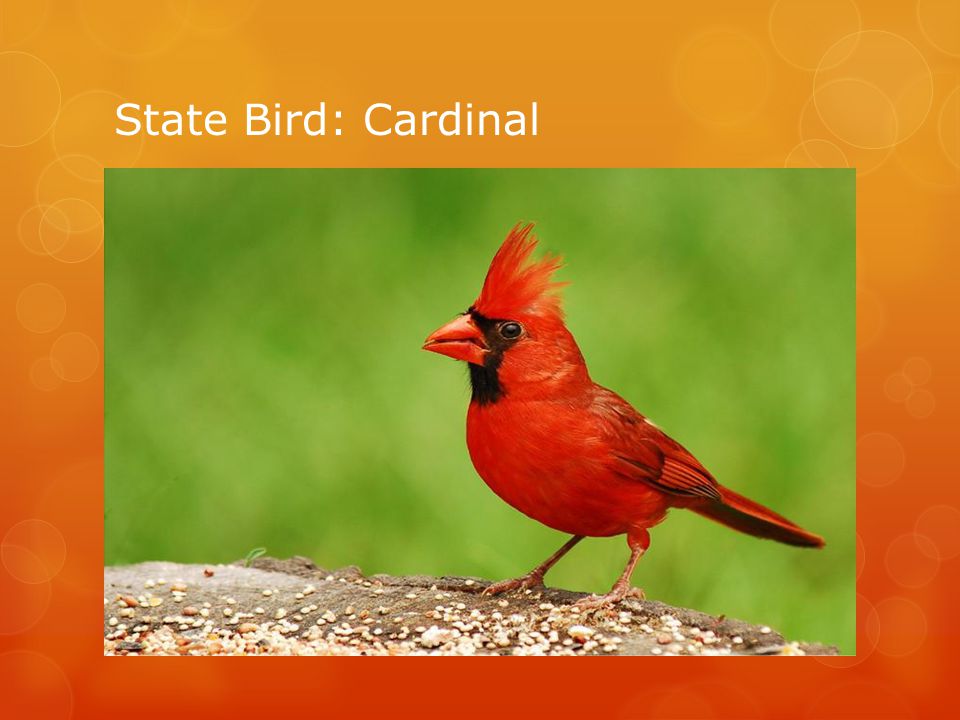State Bird: Cardinal