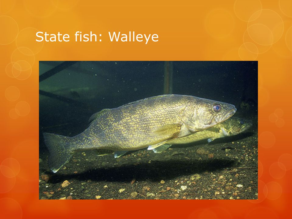 State fish: Walleye
