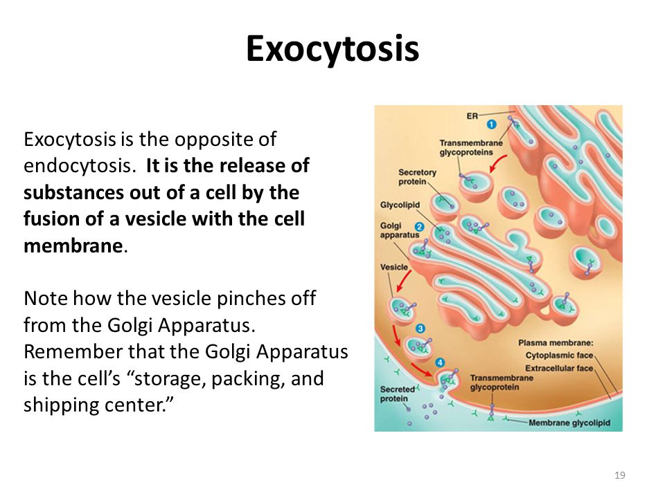 Active Transport Endocytosis And Exocytosis Ppt Download Active Transport Endocytosis And Exocytosis Ppt Download