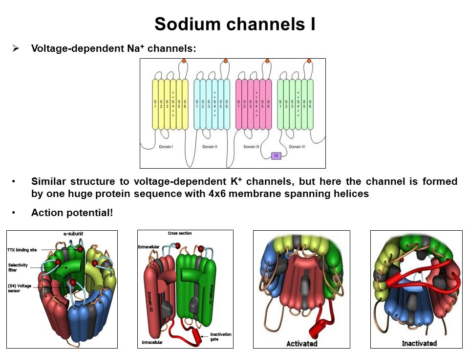 shop photorespiration