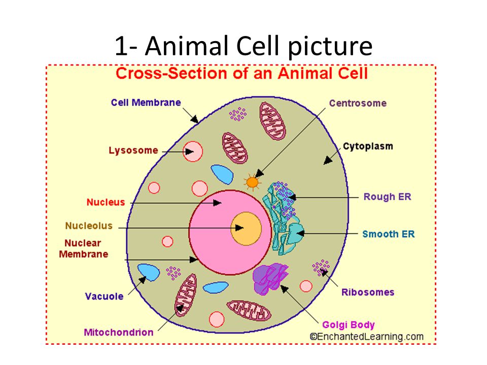 Cell parts Organelles and functions - ppt video online download