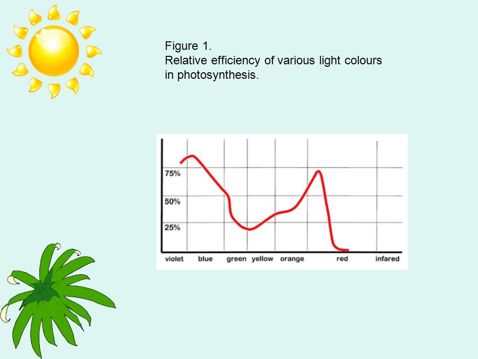 Plants And Light Ppt Video Online Download