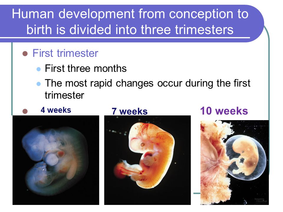 Embryonic Development - ppt download
