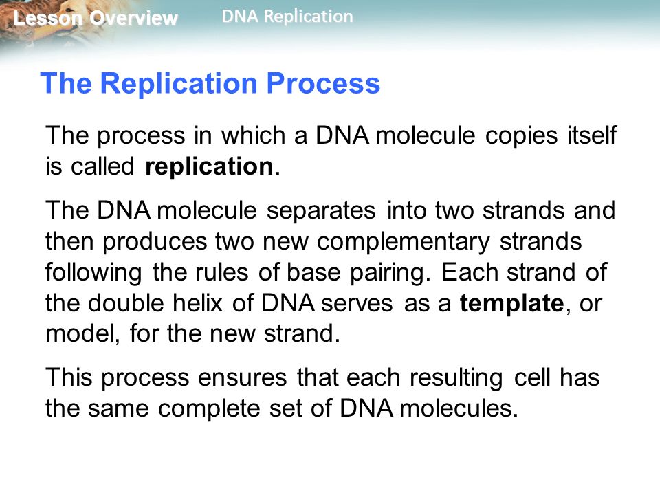 Featured image of post 12 3 Dna Replication Worksheet Answer Key Pdf