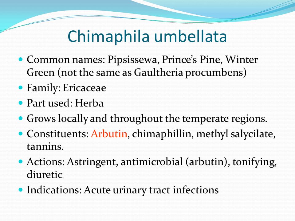 Chimaphila umbellata Common names: Pipsissewa, Prince’s Pine, Winter Green (not the same as Gaultheria procumbens)