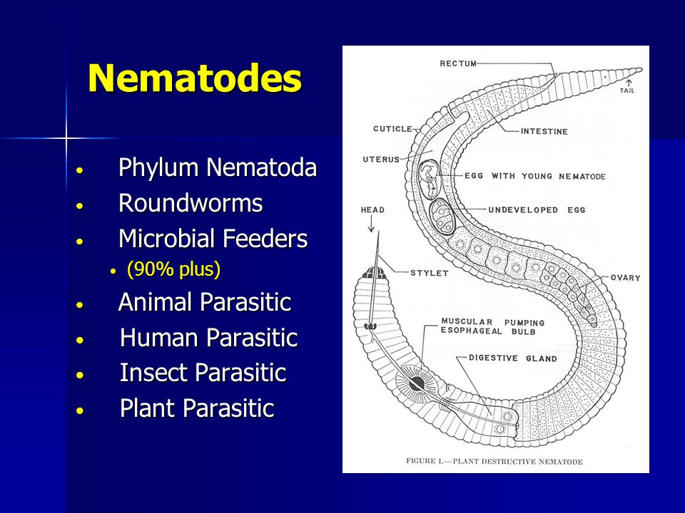 Introduction to Plant Parasitic Nematodes and Their Management - ppt video  online download