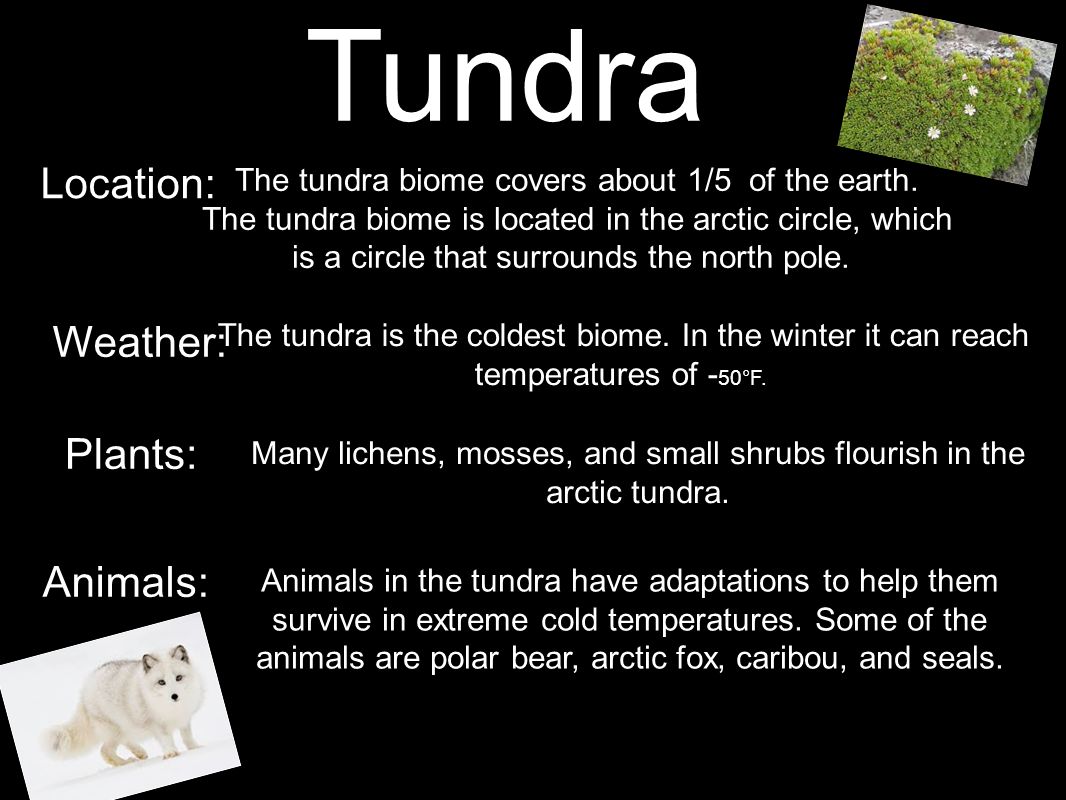 Tundra Location: Weather: Plants: Animals: