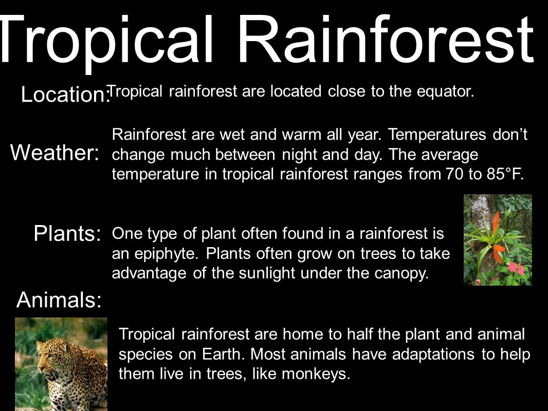 Tropical rainforest are located close to the equator.