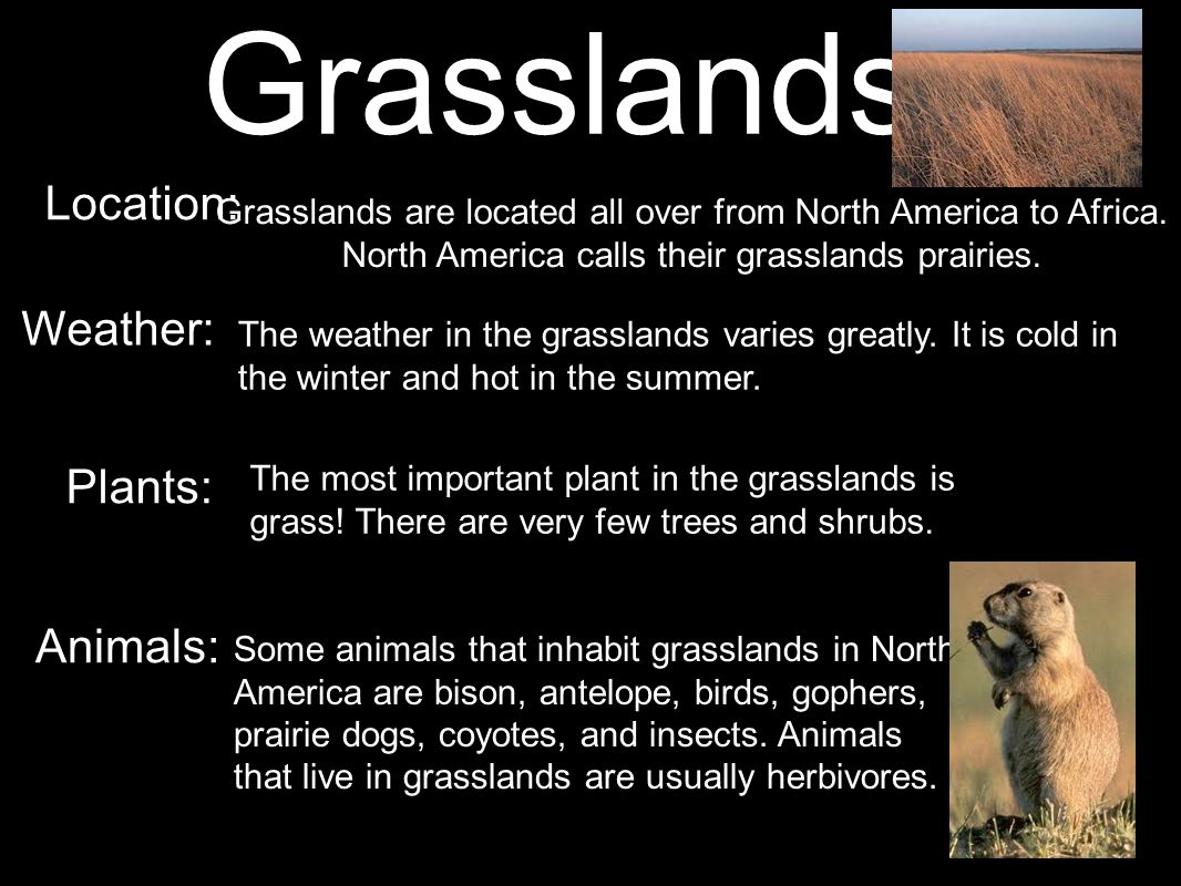Grasslands Location: Weather: Plants: Animals: