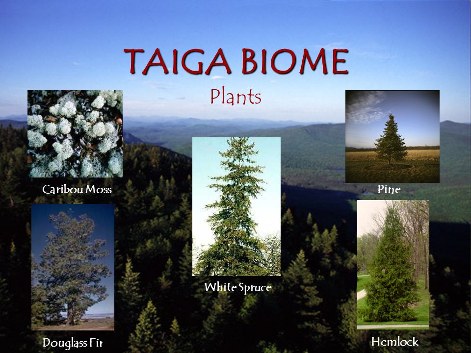 Taiga Biome, Definition, Plants & Animals - Video & Lesson Transcript
