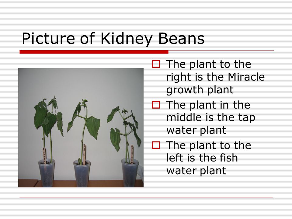 Kidney Bean Growth Chart