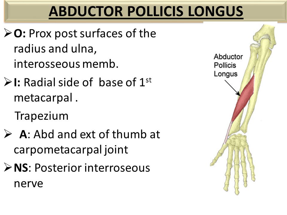 Abductor pollicis longus.