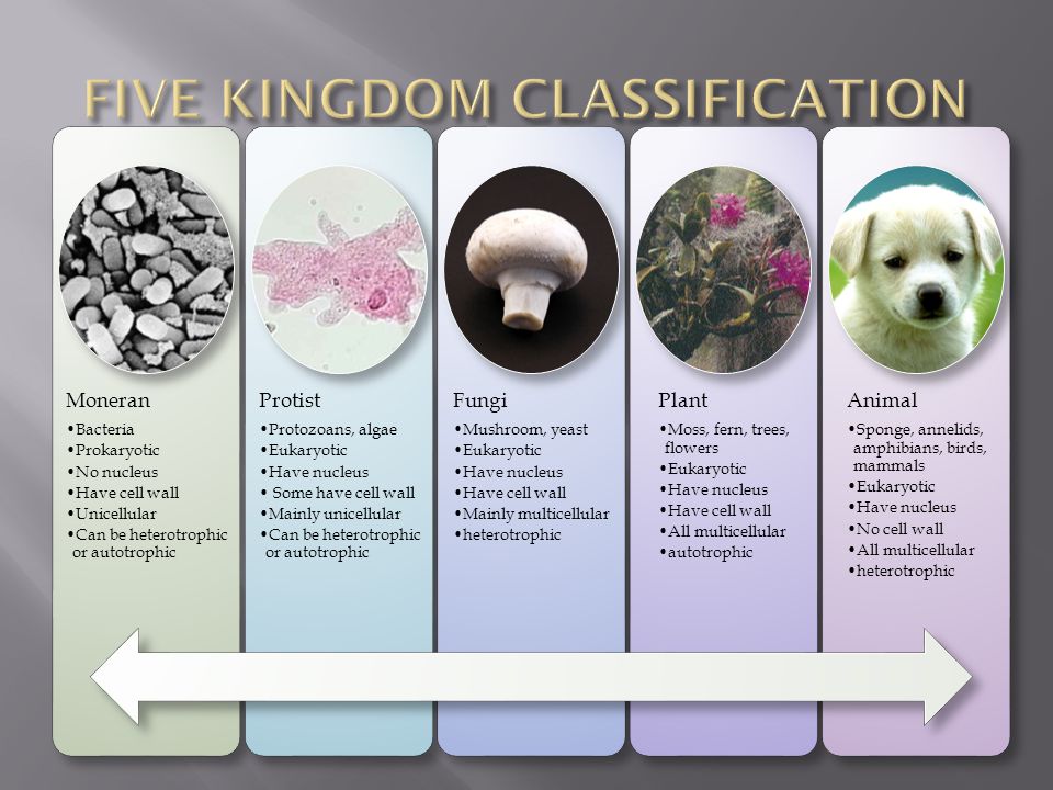 kingdom phylum class order family genus species