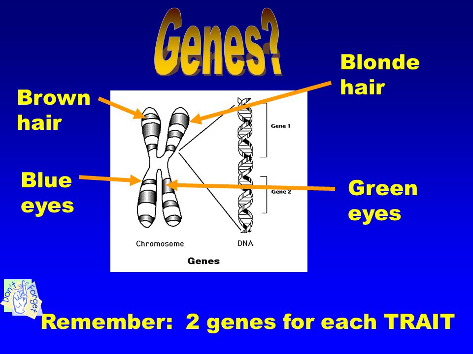 Genetics Ppt Video Online Download
