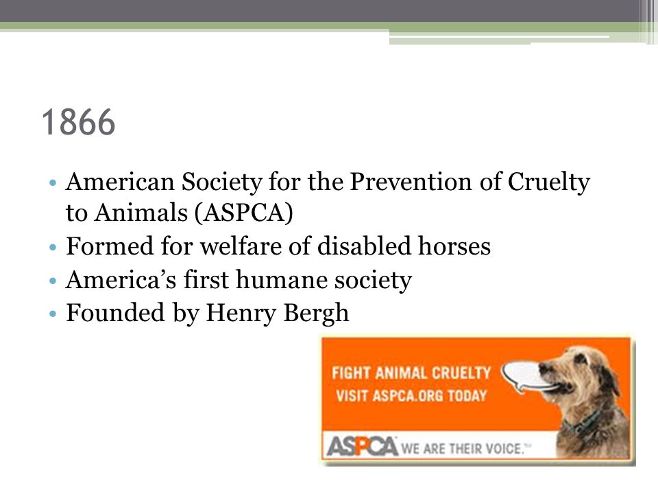 Animal Rights & Welfare - ppt video online download