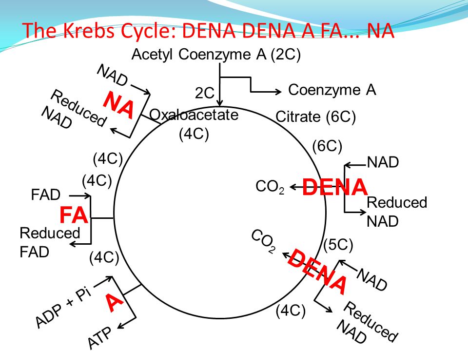 4.2 Link Reaction and Krebs Cycle - ppt video online download