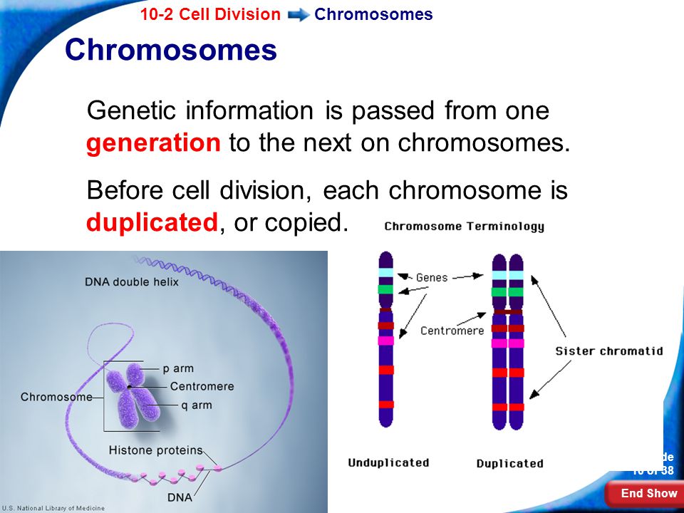 Chromosomes Chromosomes. Genetic information is passed from one generation to the next on chromosomes.