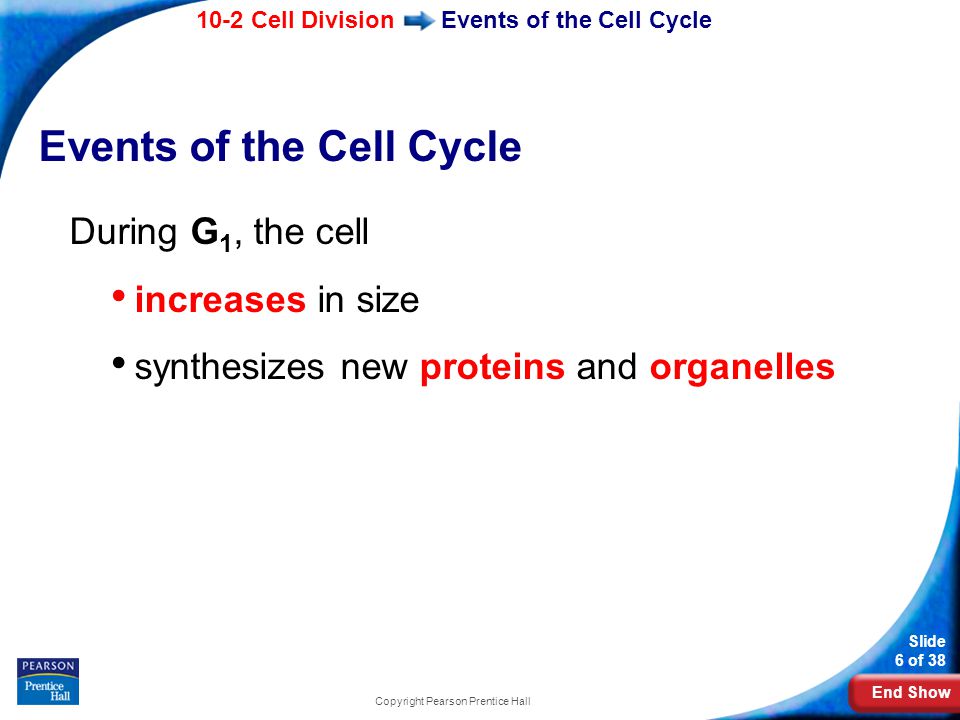 Events of the Cell Cycle