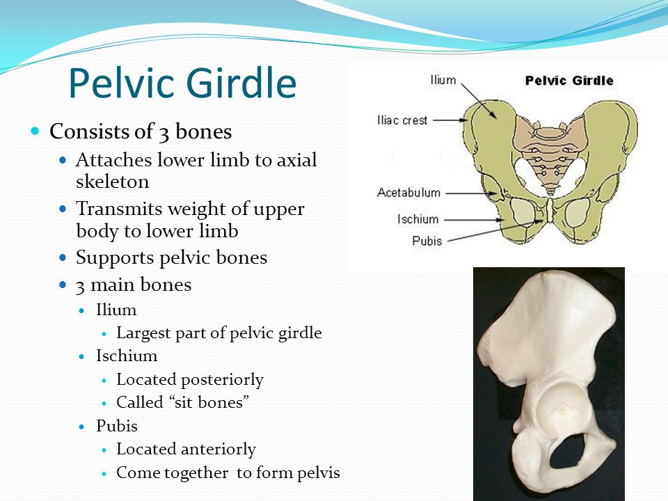 Pelvic Girdle Consists of 3 bones